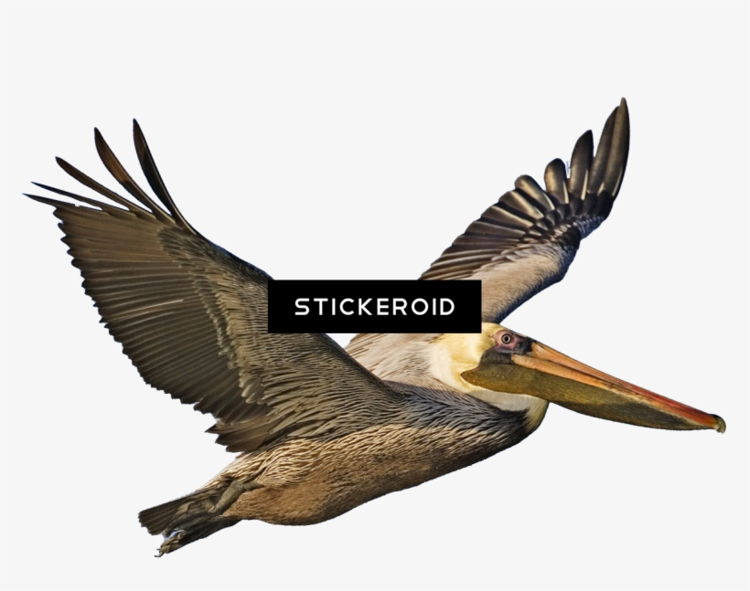 Pelican - Brown Pelican, transparent png