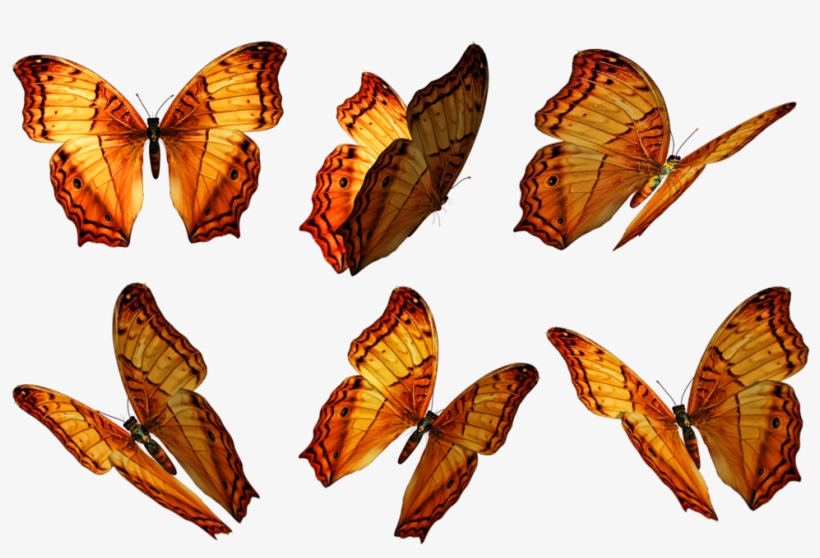 Transparent Butterfly Png, transparent png