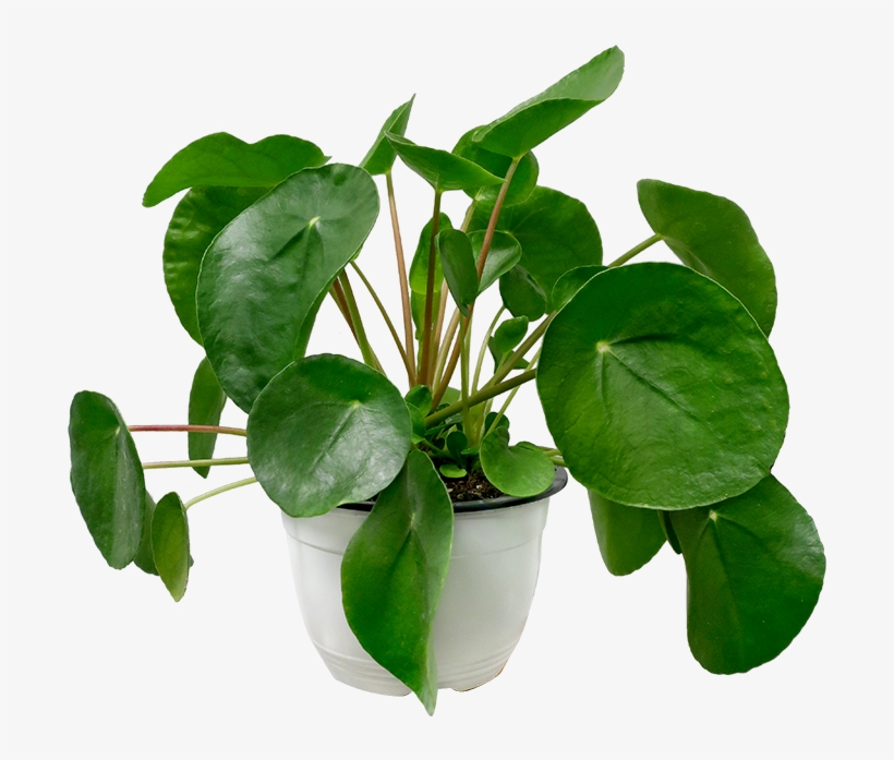 Pilea Peperomioides - Chinese Money Plant, transparent png