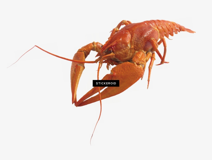 Lobster, transparent png