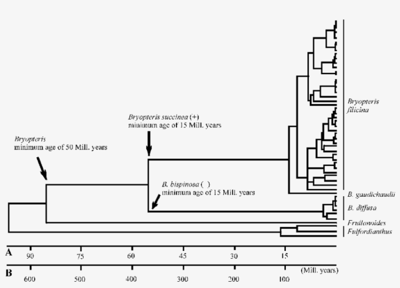 Maximum Likelihood Phylogeny Of Bryopteris Generated - Diagram, transparent png