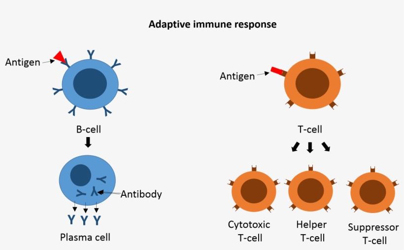 Some Of The B Cells And T Cells Can Develop Into Memory - Circle, transparent png