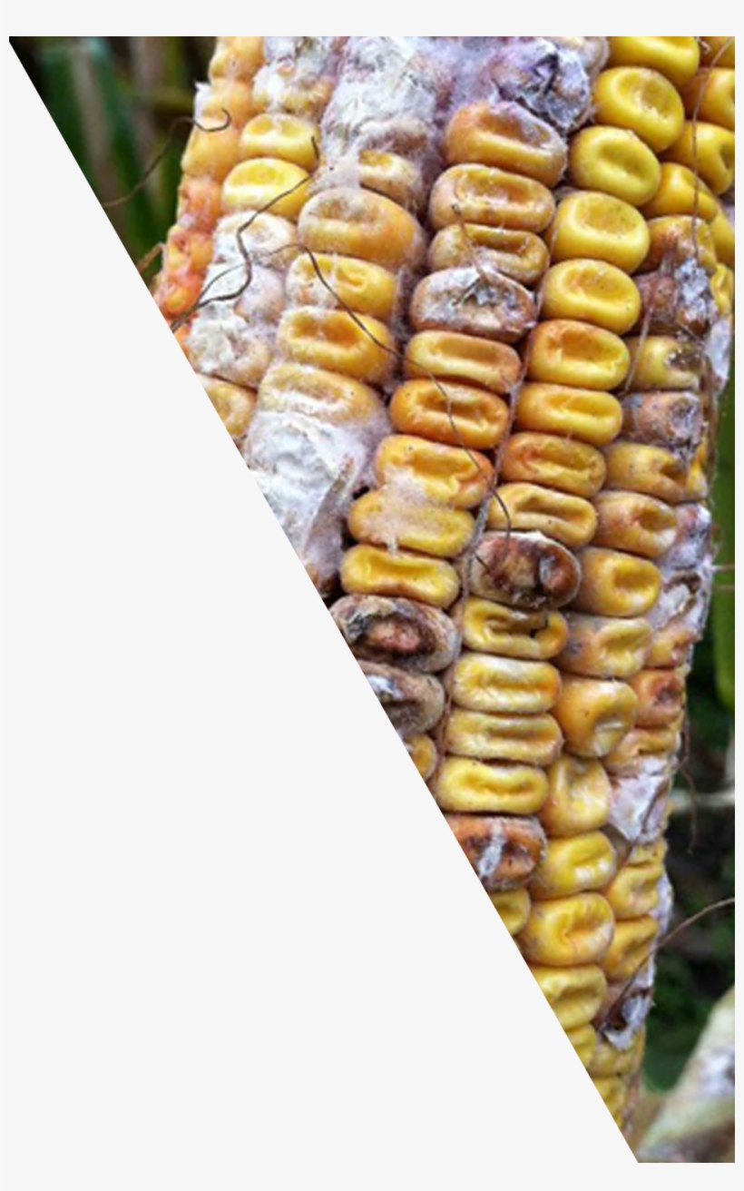 Corn Kernels, transparent png