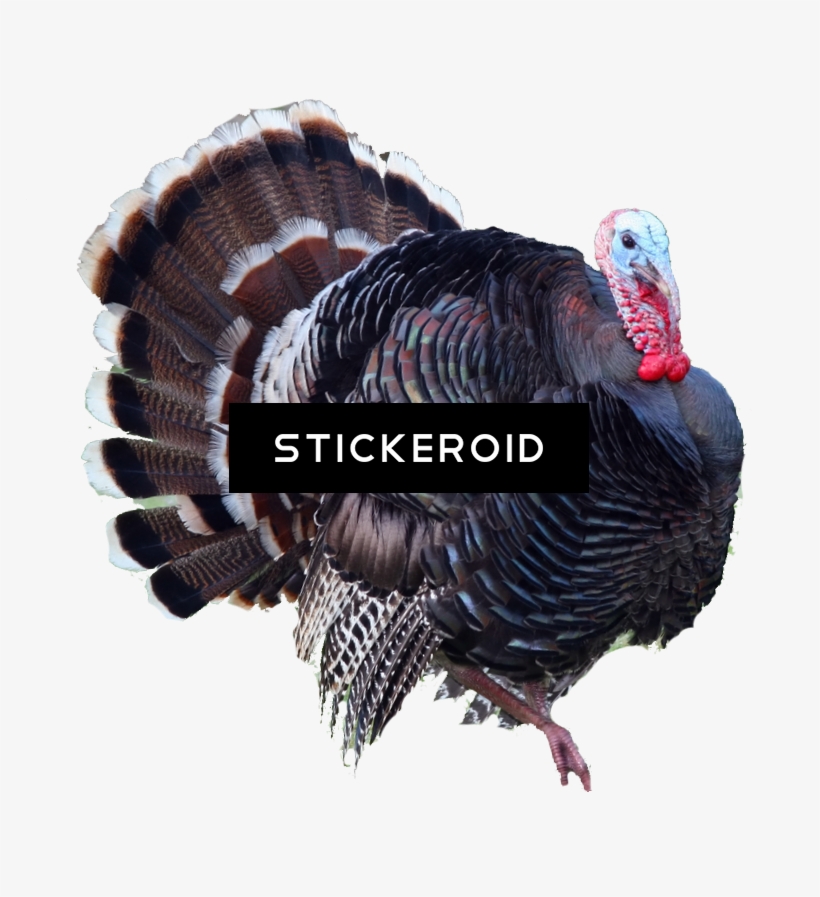 Turkey - Turkey Png, transparent png