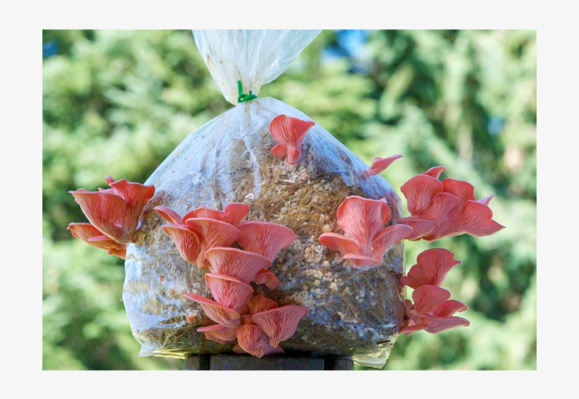 The Pink Oyster Mushroom Patch™ - Pink Oyster Mushroom, transparent png