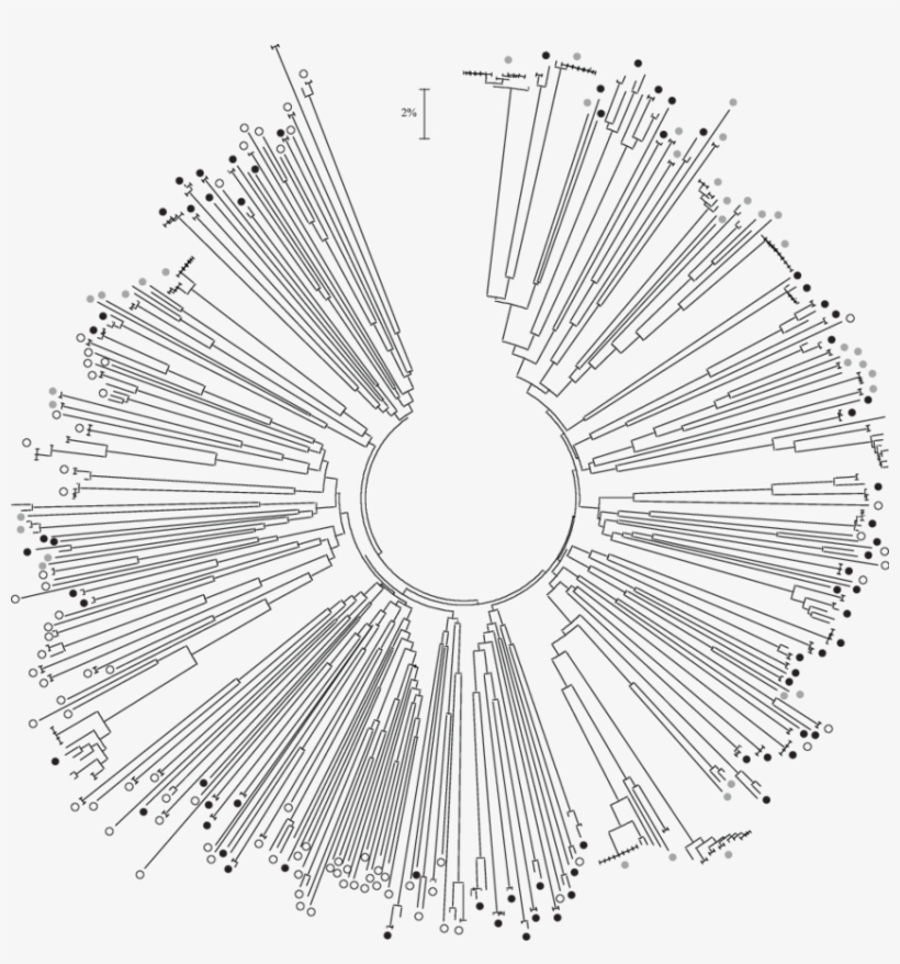 Neighbour-joining Tree Based On K2p Distances From - Circle, transparent png