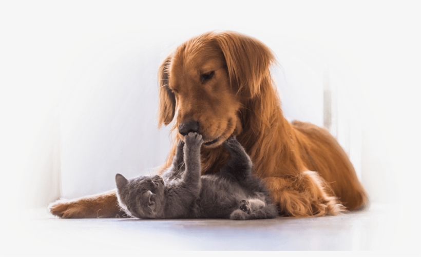 Trusted La Crescenta Veterinarians - Cat And Dog, transparent png