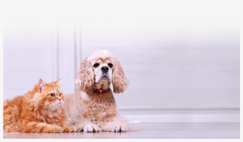 More Information Coming Soon - American Cocker Spaniel, transparent png