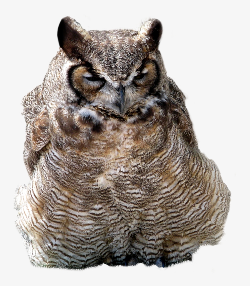 Owl Png, Download Png Image With Transparent Background, - Portable Network Graphics, transparent png