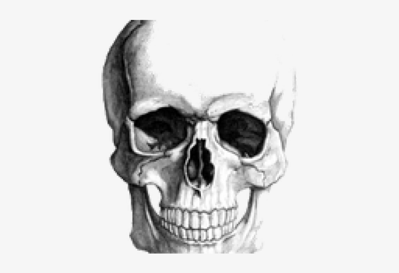 Realistic Skull Drawing, transparent png