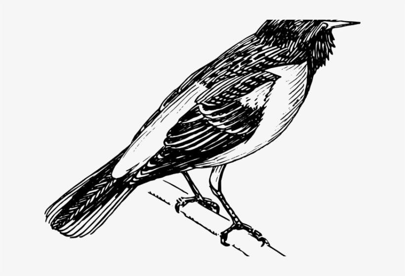 Mockingbird Clipart Vector - Orioles Bird Black And White, transparent png