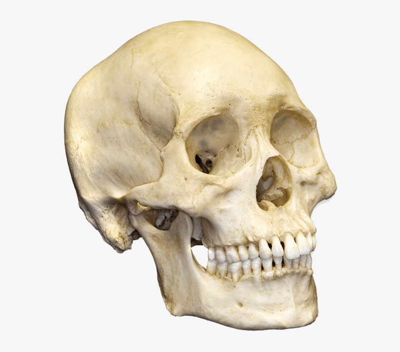 Human Skull Bone, transparent png