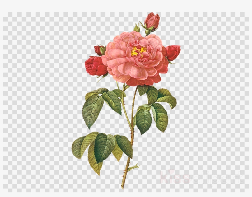 Roses Painting Art Painter - Pierre-joseph Redoute Rose Shower Curtain, transparent png
