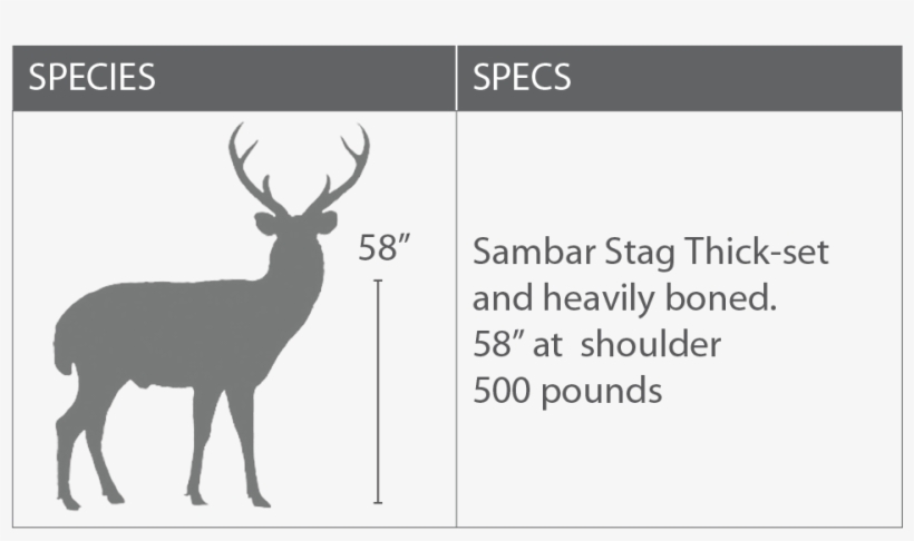 A Rifle Of Relatively High-striking Energy Should Be - Cat, transparent png