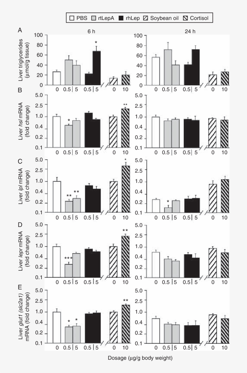 Effect Of Leptin And Cortisol Injection On Tilapia - Triglyceride, transparent png