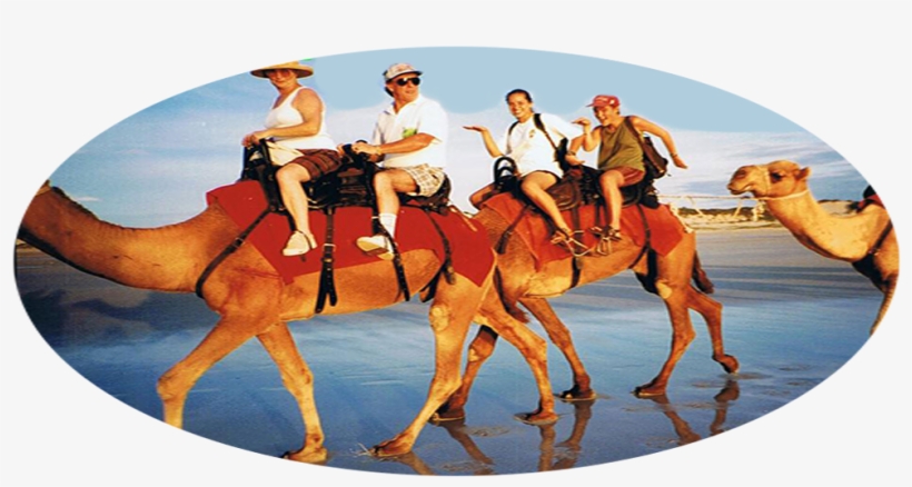 0 - - Camel Riding Port Stephens, transparent png