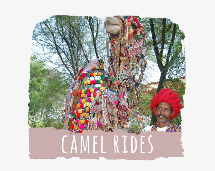 Camel Rides, Competitions And Fun, transparent png