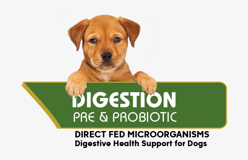 [images Style="0" - Wppi, transparent png