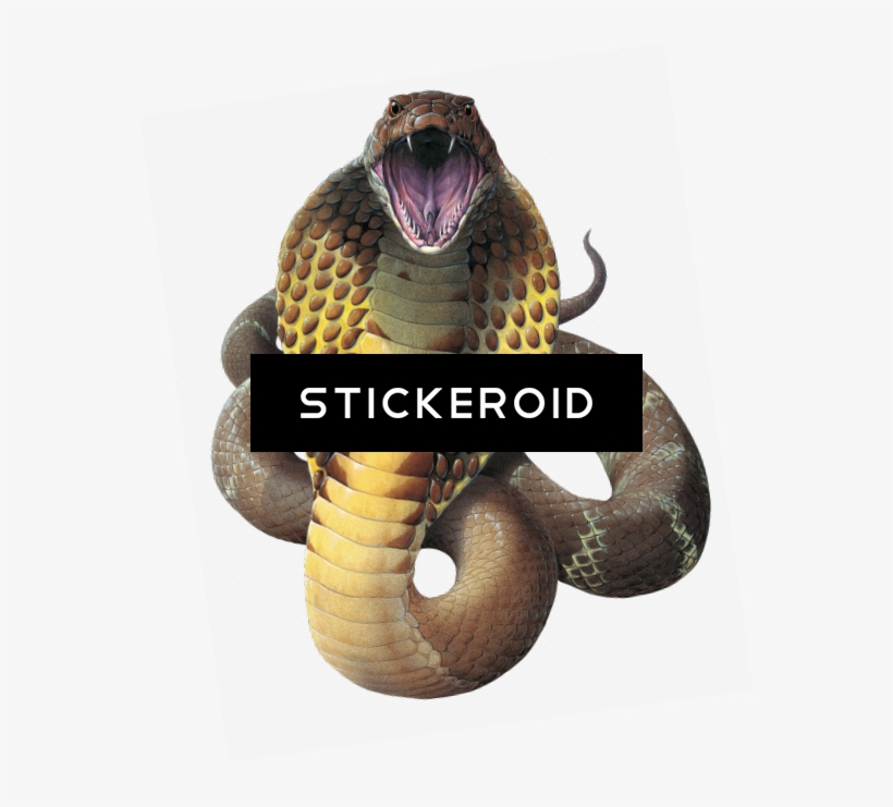 Cobra Snake - Wamex Wallmonkeys King Cobra Snake Ophiophagus Hannah, transparent png