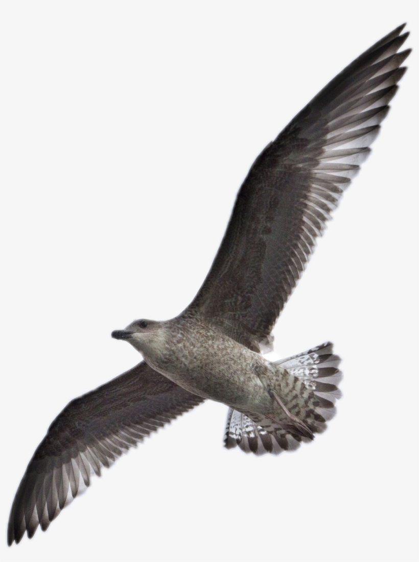 Report Abuse - Birds Png, transparent png