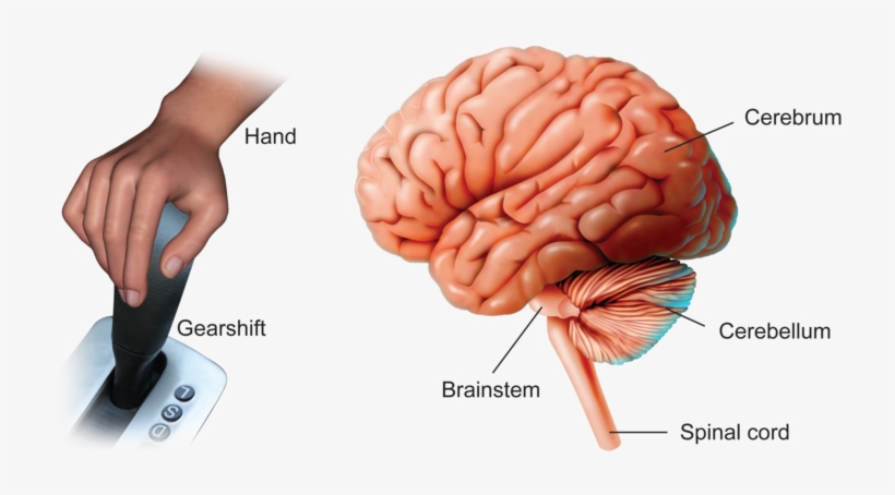 The Cerebrum Completely Covers The Brain Stem, transparent png