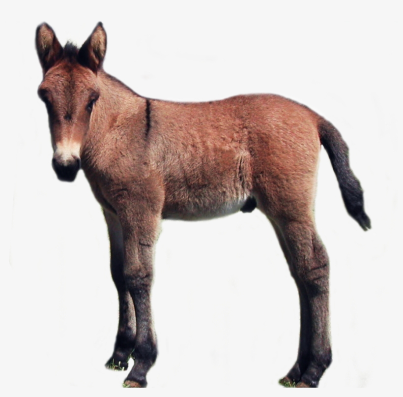 Foal Png - Baby Donkey Laying Down Transparent Background, transparent png