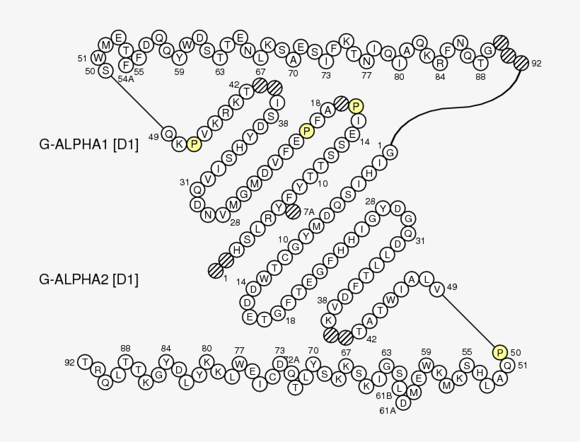 Collier Oncmyk Uga G Domain - Immunoglobulin G Beta Turns, transparent png