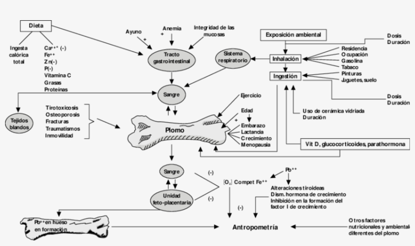 Modelo Biológico Del Plomo En Hueso - Biology, transparent png