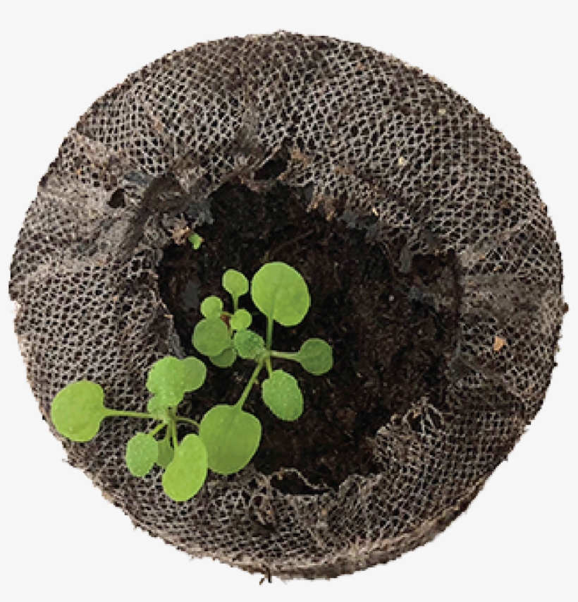 Seven Weeks Before The Actual Experiment Plant Seeds - Placemat, transparent png