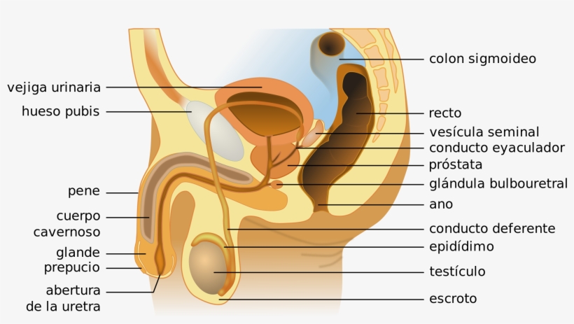 Open - Aparato Reproductor Masculino Prepucio, transparent png