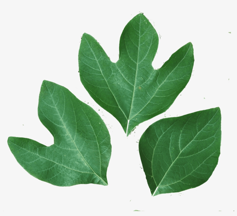Sassafras Accounting & Taxes - Business, transparent png