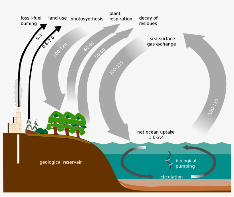 2000px Carbon Cycle Simple Diagram Svg - Gas Exchange Ocean Diagram, transparent png