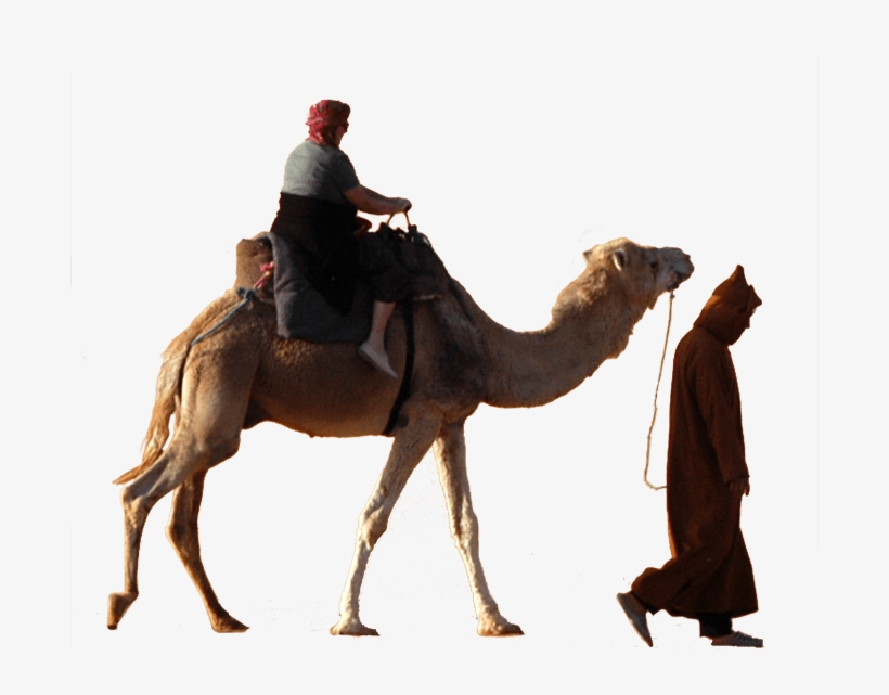 Travel Further By Traveling Together - Arabian Camel, transparent png