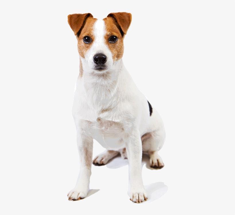 Jack Russell Terrier Transparent Images - Jack Russell Smooth Fox Terrier, transparent png