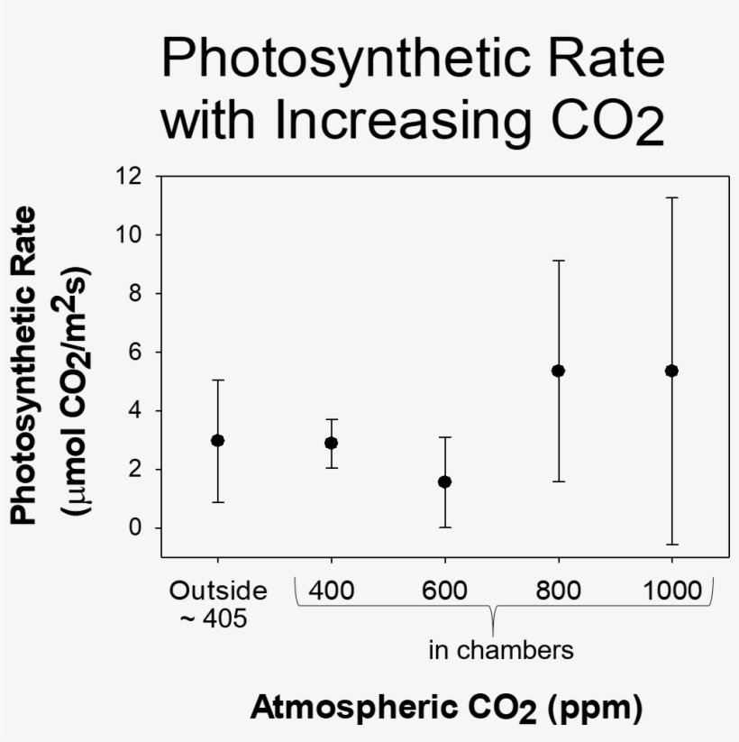 But, Their Photosynthetic Rates Are Also A Lot More - Diagram, transparent png