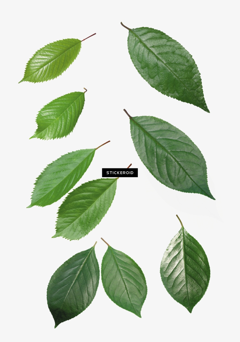 Green Leaf Leaves - Transparent Background Green Leaf, transparent png