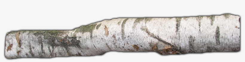 837k Branch07 Kpl - Driftwood, transparent png