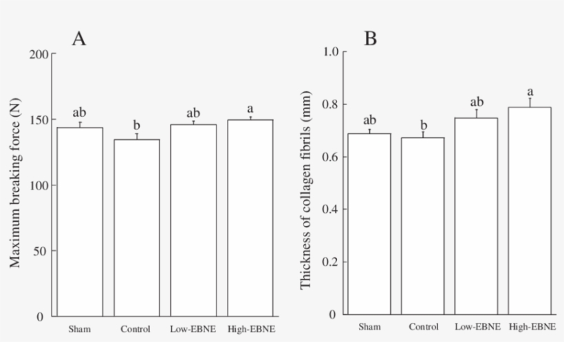 Maximum Breaking Force Of The Femur And Thickness Of - Monochrome, transparent png