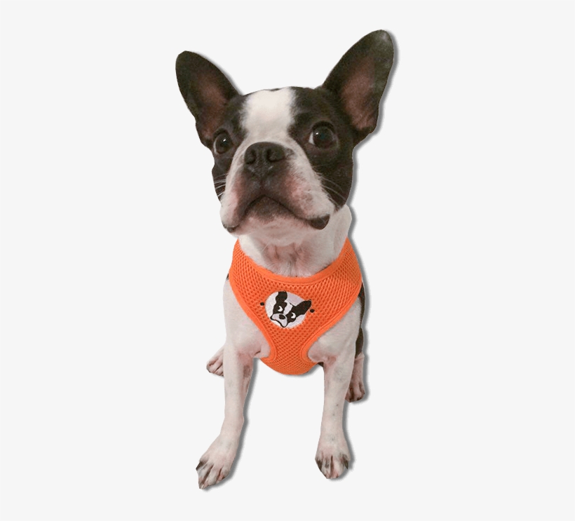 Boston Terrier Harness - Boston Terrier No Background, transparent png