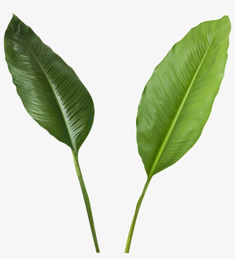 Green Leaves Transparent - Coconut, transparent png