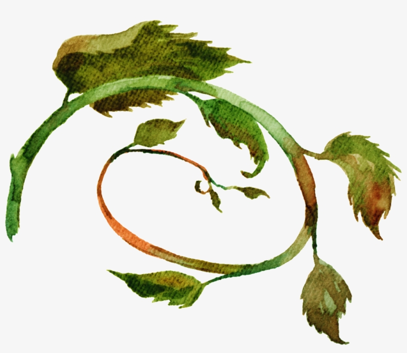 Hand Painted Loofah Leaves Png Transparent - Portable Network Graphics, transparent png