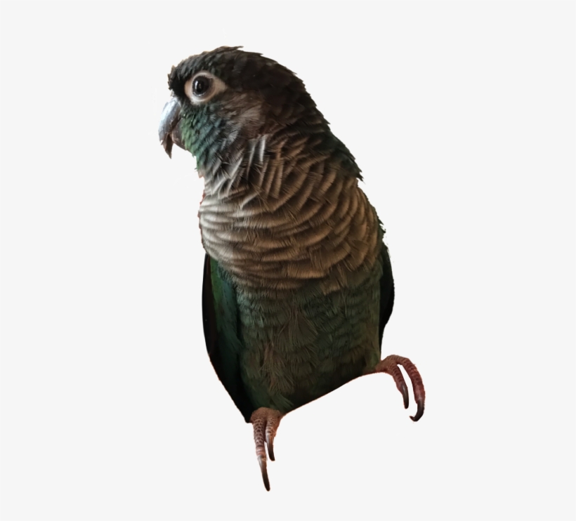 0 - Parakeet, transparent png