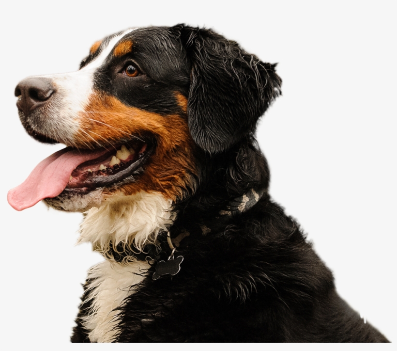 Or, If Your Pooch Is Truly Special To You, We Can Set - Dog, transparent png