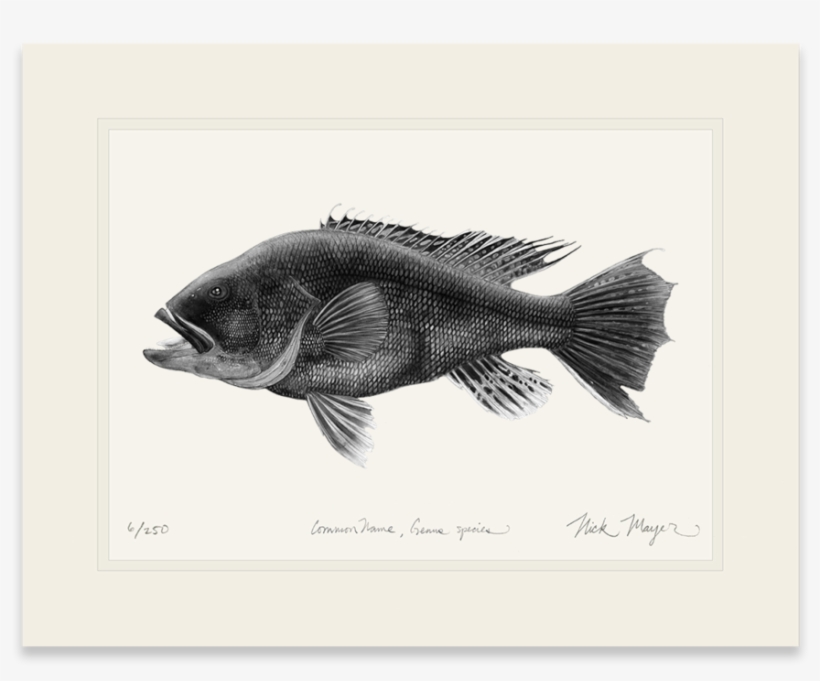 Black Sea Bass, - Watercolor Painting, transparent png