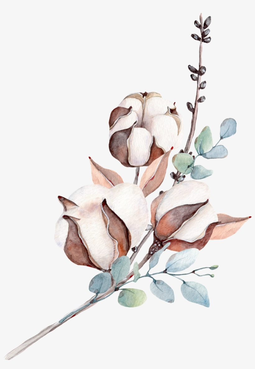 Фотки Botanical Illustration - Watercolor Cotton Flower, transparent png