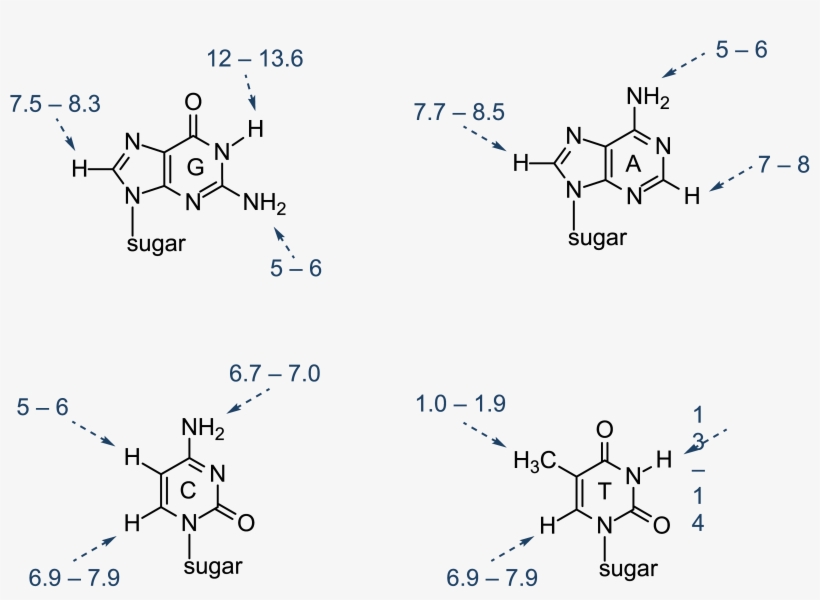 Nmr Chemical Shifts Of The Key Residues Observed In - Nucleic Acid Base Structure, transparent png