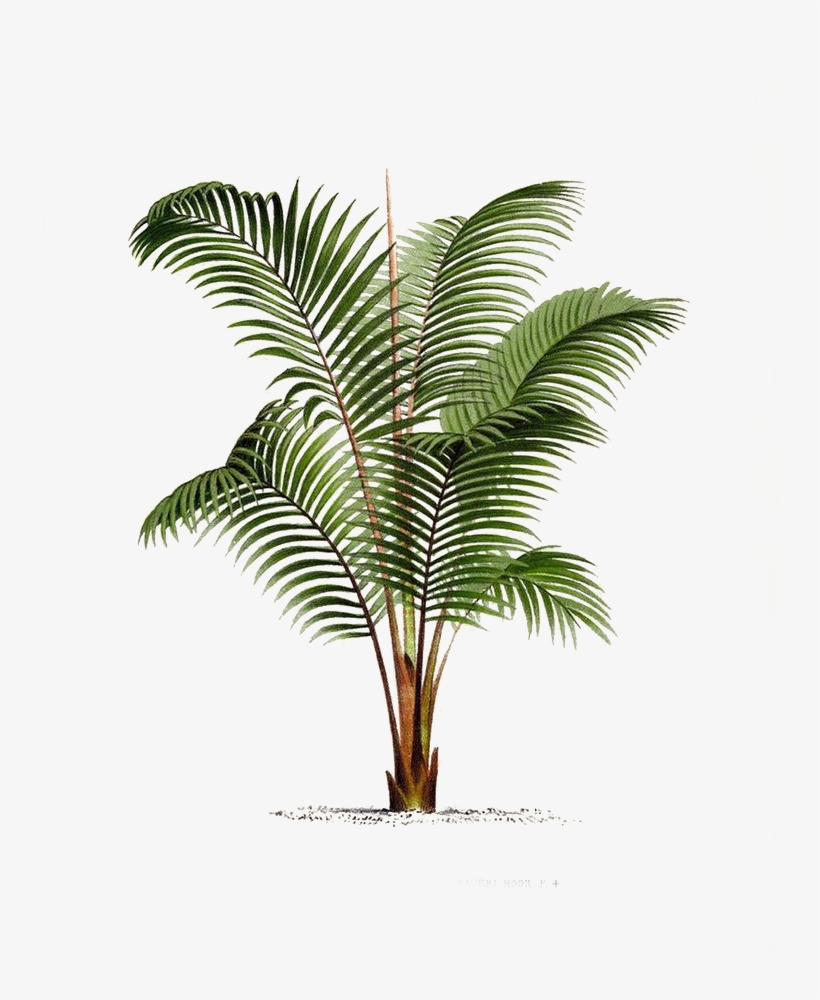 Arecaceae Printmaking Poster Botanical - Palm Tree Botanical, transparent png
