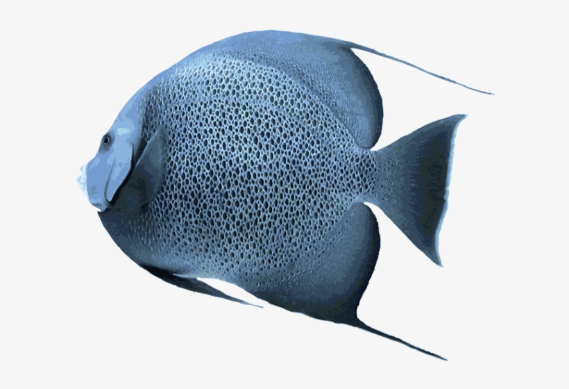 Angelfish Transparent Png - Salt Water Fish Png, transparent png