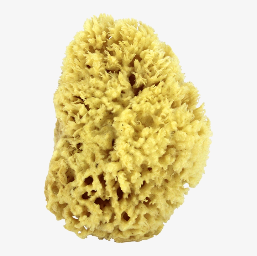 Sea Wool Natural Bath Sponge 5" - Sea, transparent png