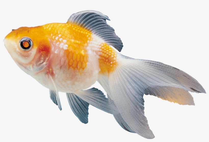 Colour Fish Images Png, transparent png